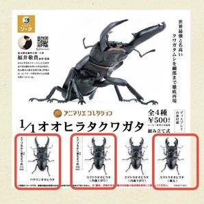スタジオソータ 1/1 オオヒラタクワガタ 3種 アニマリエ コレクション
