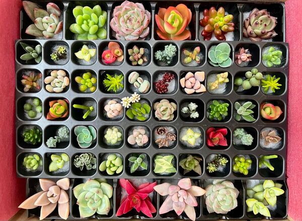 多肉植物BOX miniカット苗とちょっと大きめ苗セット♪