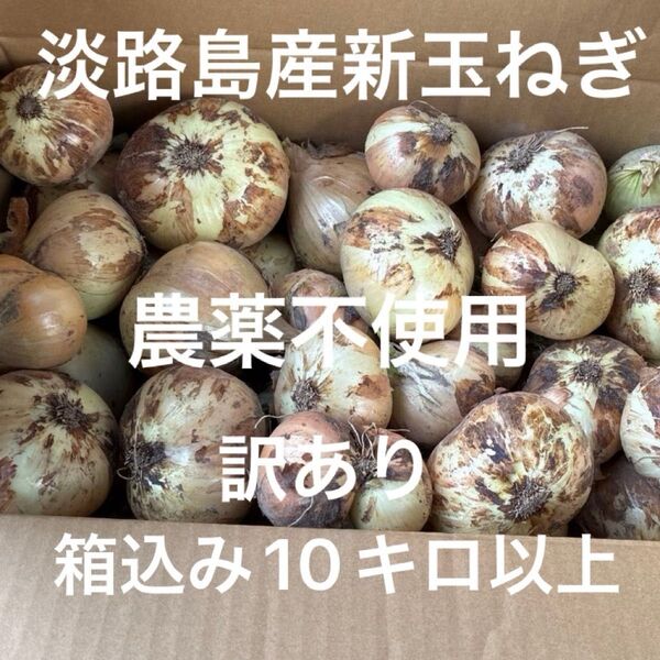 農薬不使用 淡路島産新玉ねぎ 早生 貴錦 農薬不使用 安心安全 訳あり 箱込み10.5キロ 24時間カウントダウン出品し直しOK