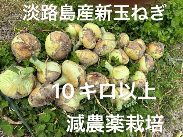 減農薬栽培 南あわじ市産 早生 貴錦 10キロ以上 秀品 あま〜い 24時間カウントダウン出品し直しできます^ ^