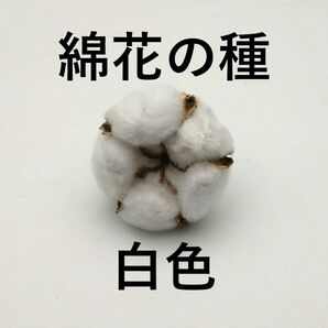 無農薬栽培 綿花の種 洋綿白 30粒
