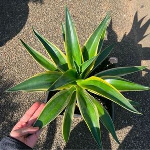 アガベ Agave 抜き苗発送 匿名配送
