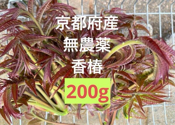 京都府産 香椿 新芽 200g 無農薬 匿名配送