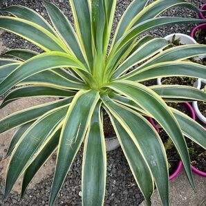 アガベ Agave 抜き苗 ベネズエラ