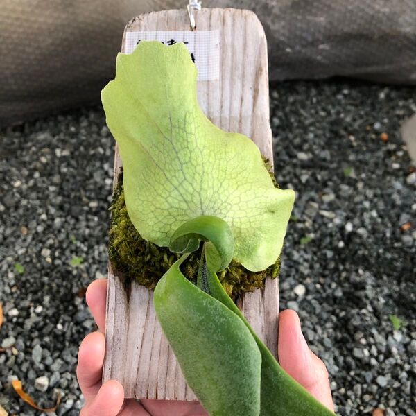 ビカクシダJava胞子培養株