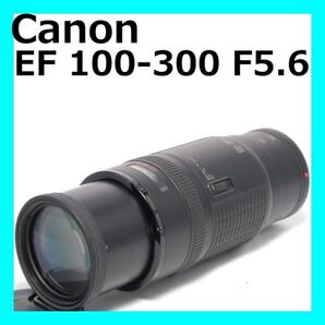 美品 F値固定 Canon EF 100-300 ズームレンズ キヤノン
