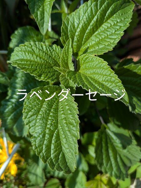 ラベンダーセージカット苗ネコポス匿名配送