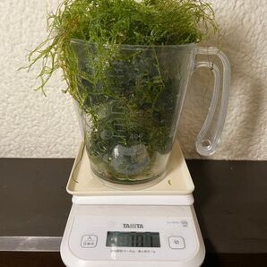 ADA培養ウィローモスミックス(ウィーピングモス・南米ウィローモス)100グラム