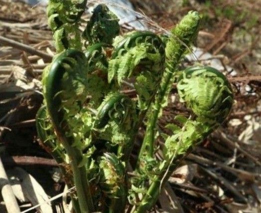 新潟産 こごみ 太め 巻きしっかり 400グラム以上