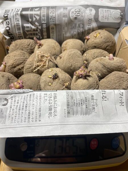 キタアカリ 種芋 約1.3kg