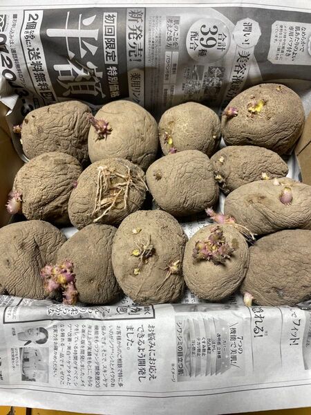 男爵 種芋 約1.3kg