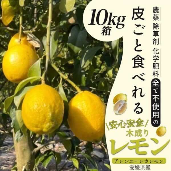 農薬不使用のレモン 10kg箱(アレンユーレカ)【愛媛の農家直送】