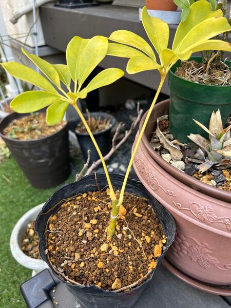 カポック苗 観葉植物 挿し木苗