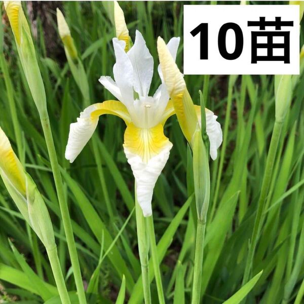 アヤメの苗 ホワイト
