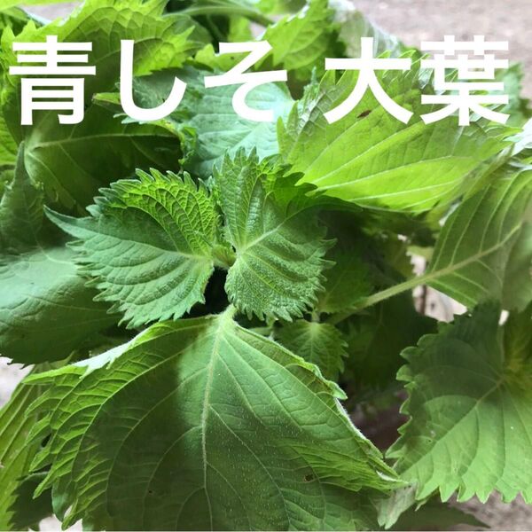 青じその種
