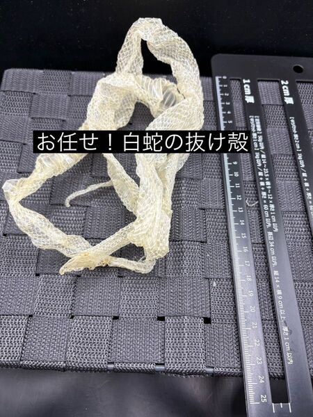 白蛇の抜け殻