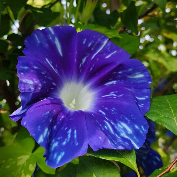 あさがお 6種混合20粒 花の種
