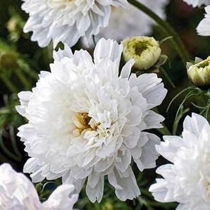 コスモス スノーパフ 種子 花の種