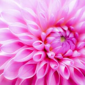 タネから育てるダリア ポンポン咲き ミックス 花の種