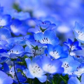 ネモフィラ 花の種