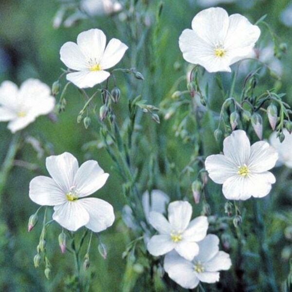 宿根アマ 白花 種子 花の種