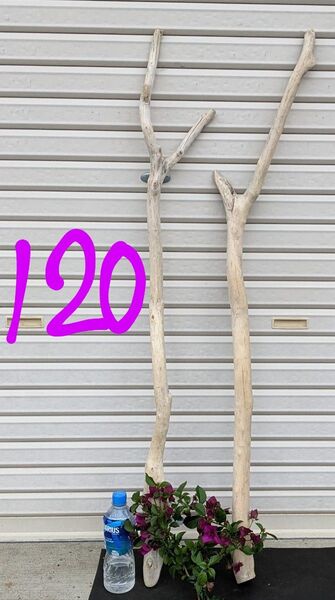 最終価格!!O16まっすぐ極太流木120cm2本組(洗浄済)