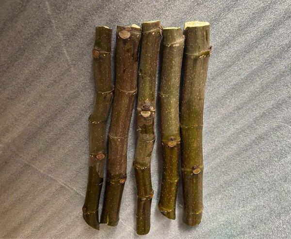 イチヂク挿し木、5本、ホワイトゼノア