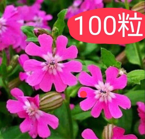 シレネ フクロナデシコ 種