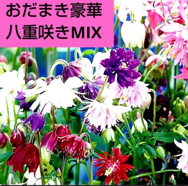 西洋オダマキ八重咲きミックス 種