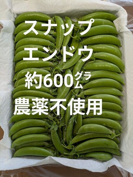 スナップエンドウ 約600㌘ 農薬不使用