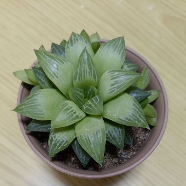 多肉植物 ハオルチア レツーサ 抜き苗