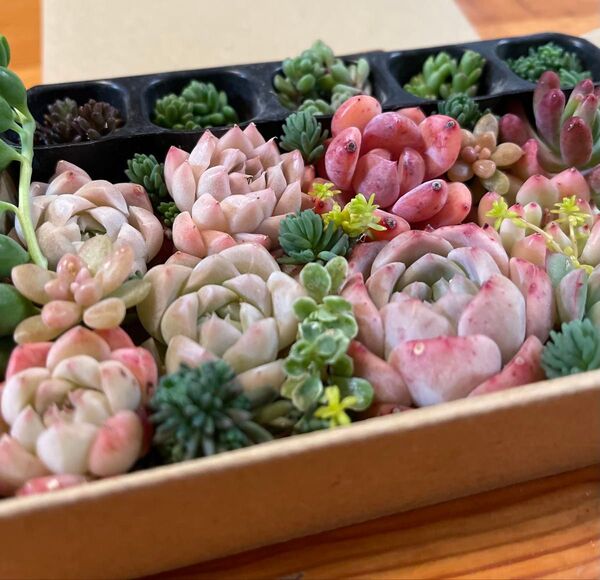 多肉植物 詰め合わせセット 寄せ植えセット エケベリア 韓国苗 セダム 韓国 ミックス多肉植物 パープルヘイズ ピンククリスタル