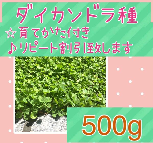 ダイカンドラ種子 500g以上【リピート割引致します/育て方付き】ディコンドラ グランドカバーに!