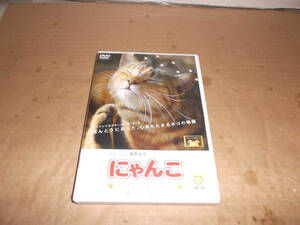  кошка .... официальный DVD закадровый текст Shinohara Ryoko кошка история. . Chan nyan доллар животное животное кошка бесплатная доставка 