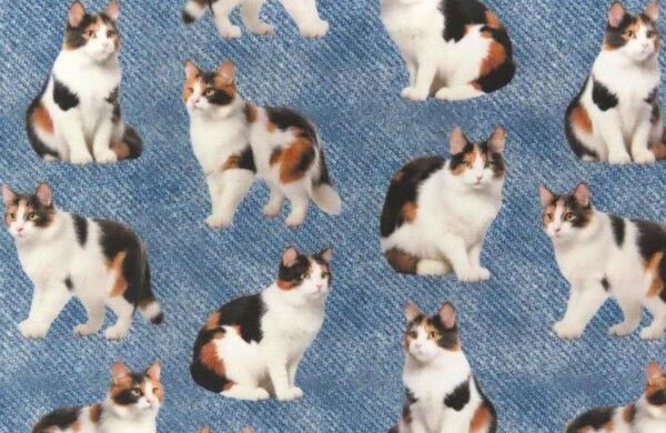 【ゆきちゃん限定】X2175-3 愛らしい三毛猫柄 デニムブルー 生地 1m
