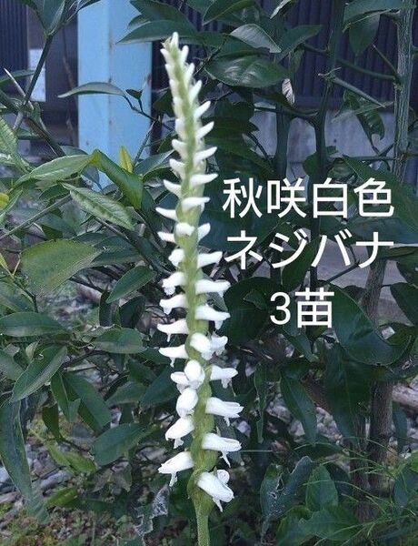 秋咲き白色ネジバナ3苗