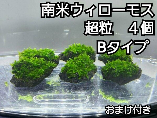 南米ウィローモス 黒溶岩石4個(超粒B) おまけ付き アクアリウム レイアウト ろ材 餌