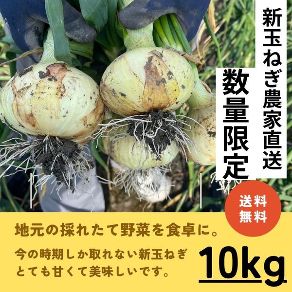 新玉ねぎ 10キロ 佐賀県 農家直送 新鮮玉ねぎ 送料込み 佐賀県白石町 田舎の玉ねぎ 甘みが強い
