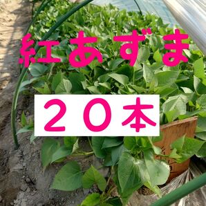 さつまいも苗【紅東20本】今欲しい方のみ【ウイルスフリー切り苗】