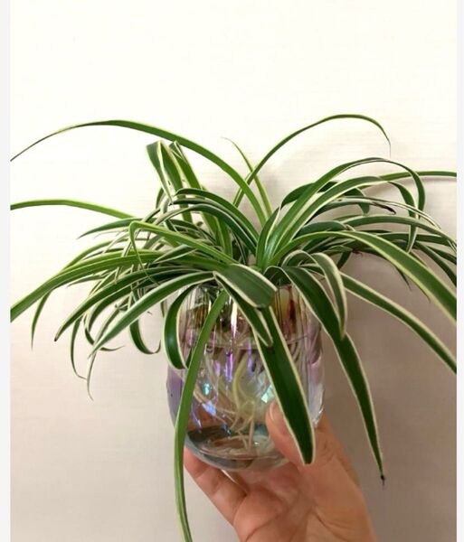 オリズルラン*観葉植物 外白斑 カット苗