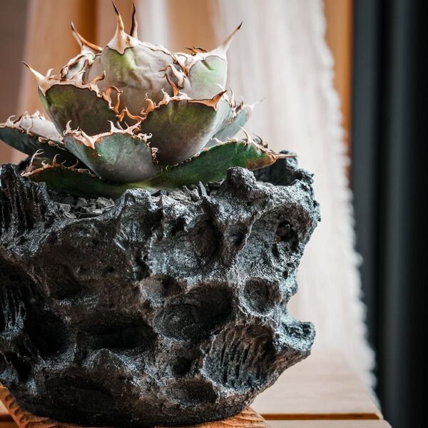 3Dプリンター鉢 幅12cm 作家鉢 植木鉢maga♯1