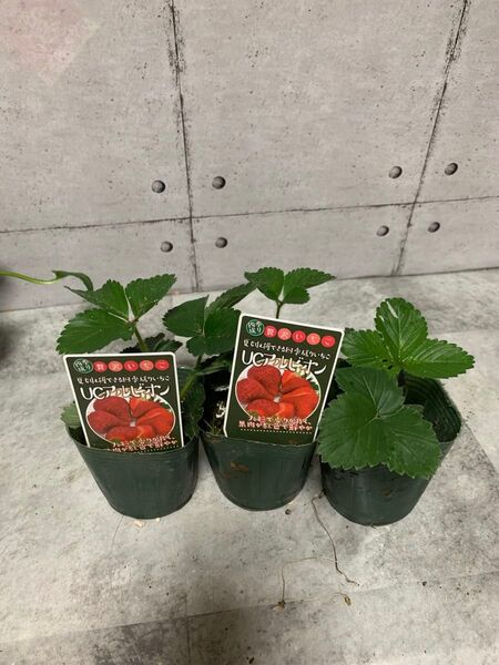 贅沢いちごUCアルビオン3株(抜き苗)
