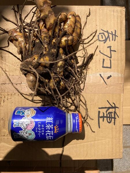 春ウコンの種 (農薬不使用) コンパクト 約 1kg