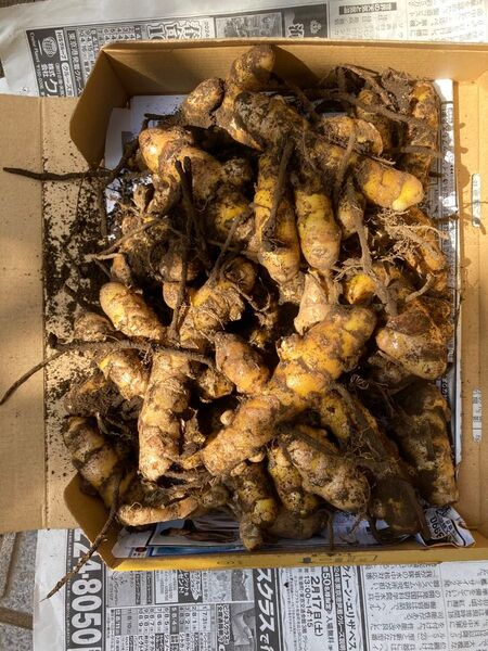 春ウコン 生 (農薬不使用) コンパクト箱 約1 kg