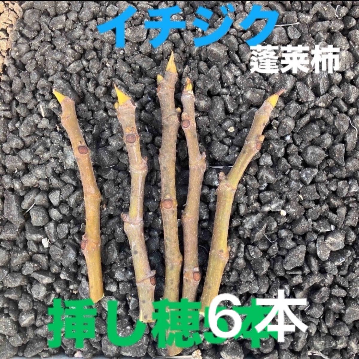 イチジクを挿し木で増やす】園芸農家が穂木づくりの実演&解説
