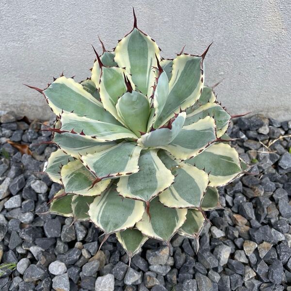 アガベ Agave 吉祥冠錦
