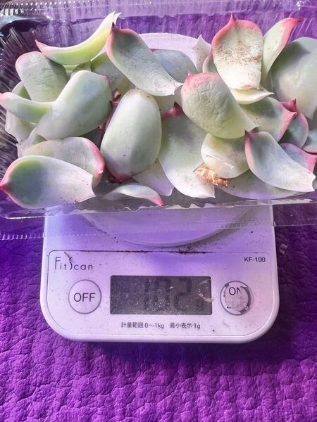 チワワエンシス 葉挿し100g