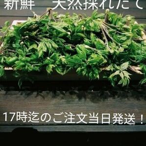 山菜天然 コゴミ、コシアブラ