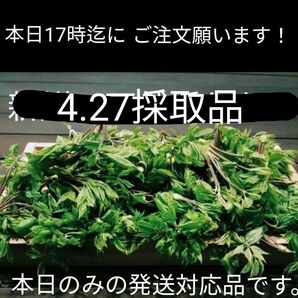 コシアブラ、コゴミ天然
