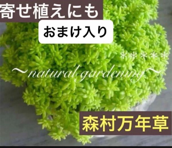 森村万年草 モリムラマンネンソウ セダム 多肉
